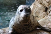 The Maritime Aquarium welcomes new harbor seal from California