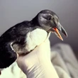 Atlantic puffin rescued from New England backyard is returned to sea