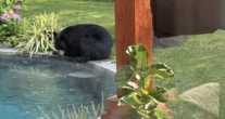 Watch: Black bear takes a dip in Connecticut resident's pool