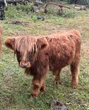 An escaped miniature Scottish Highland bull is roaming eastern Connecticut