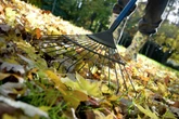 Opinion: Those leaves aren't litter, they're an ecosystem
