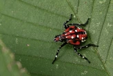 Spotted lanternflies have officially infested seven of CT's eight counties