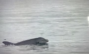 Watch: 'At least 100 dolphins' spotted off the coast of Connecticut city
