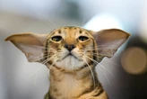 Photos from the world's largest cat show, as 1,000 felines and their fans gather in Romania