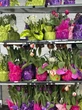 Brighten winter with indoor blooms by forcing spring bulbs to flower early