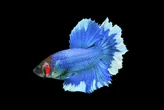 Jerry Zezima (opinion): Cats get 9 lives, but these fish get more