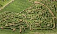 Bishop’s Orchards debuts pizza-themed corn maze in CT