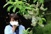 Allergy season in CT has been getting longer since 1970, report finds