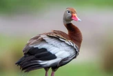 Rare black-bellied whistling ducks spotted in CT. 'Interesting phenomenon.'