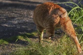 In Japan, rare bobtail cats are considered good luck. Nagasaki is filled with them