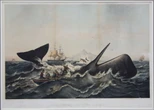 Mystic Seaport Museum's 'Monstrous' whaling exhibit opens May 24