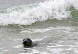 6 gray seals returned to wild by Mystic Aquarium 'honor Chappy's story'