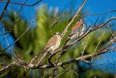 Robert Miller: Kestrel population shows decline in CT as open fields vanish