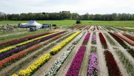 Wicked Tulips in Preston closes for the season early due to wind, rain