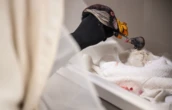 First king vulture chick hatched at Bronx Zoo in 30 years being fed by puppet