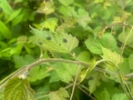 Spotted lanternfly nymphs have emerged in the Connecticut area for 2025