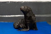 Northern fur seal born at CT aquarium for first time in over 20 years