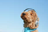 Joe Pisani (opinion): I let my dog choose my music therapy playlist