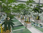 Dutch cannabis growers welcome expansion of state-run experiment to make sales legal
