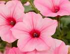 A durable dahlia. A vigorous vinca. Here are 20 new garden plants to watch for this year