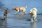 What to know about bringing your dogs to the beach in CT