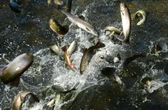 Catch-and-keep trout season is underway in CT. Here's what to know.