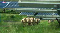 Agrivoltaïsme : voici les règles qui vont encadrer le déploiement de panneaux dans les champs