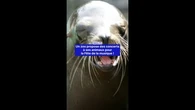 Des concerts pour les animaux ? C’est une idée du zoo d’Amnéville (Grand Est) pour la Fête de la Musique !