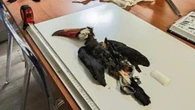 Tortue dans une valise, toucans morts... Les douanes face à une recrudescence du trafic d'espèces protégées