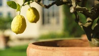 Ces gestes indispensables à mettre en place dès l'automne pour protéger vos citronniers et autres agrumes