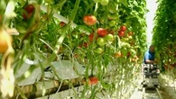 "Ça remplace l'utilisation des produits phytosanitaires" : des insectes pour protéger les cultures de tomates