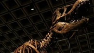 "L'un des plus grands et des plus complets jamais découverts" : voici Gus, un squelette de T-Rex mis aux enchères à 30 millions de dollars