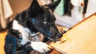 Si vous avez un chien, vous devriez acheter ce produit pour qu’il garde des dents en bonne santé