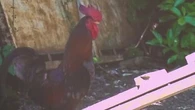 Procès pour nuisances sonores : le coq Rico a été tué par un renard avant de connaître le verdict !