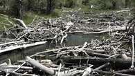 VIDÉO - Lac de Serre-Ponçon : les tonnes de bois laissées par les crues le rendent méconnaissable