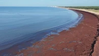 "On n'en a jamais vu autant" : pourquoi des tonnes d'algues rouges déferlent-elles sur cette plage de Vendée ?