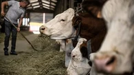 Maintenir l'herbe dans l'alimentation des vaches est essentiel pour faire de bons fromages