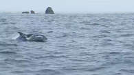 Biodiversité : phoques, dauphins... à la découverte des nombreuses espèces qui cohabitent en mer d’Iroise