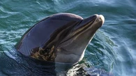 "Les dauphins vont bien" : zoom sur Selwo Marina, ce parc espagnol où sont arrivés les huit cétacés d'Antibes