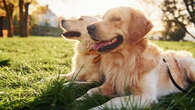 Labrador ou Golden Retriever ? Voici l'astuce imparable pour ne plus les confondre