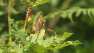 VIDÉO - Le chêne zéen pourrait devenir le nouveau roi des forêts, capable de supporter les aléas climatiques