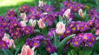 VIDÉO - Des tulipes qui veillent sur des jardins à la française : bienvenue au parc du Thabor