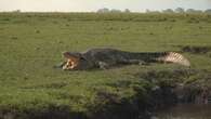 VIDÉO - Gorilles, crocodiles, hippopotames : voyage en Afrique, au plus près d'une faune exceptionnelle