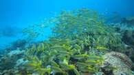 VIDÉO - Vingt mille lieues sous les mers, dans les eaux cristallines des Seychelles