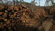 REPORTAGE - Dans les Landes, le temps presse pour couper les arbres brûlés par les incendies l'été dernier