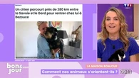 La maison Bonjour : Comment les animaux s'orientent-ils ?