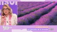 La maison Bonjour : Les pouvoirs de la lavande
