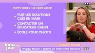 La maison Bonjour : "Puppy blues", quand un chiot rend anxieux