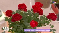 La maison Bonjour : Le tuto pour planter ses rosiers