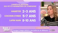 La maison Bonjour : Pourquoi chaque animal a une durée de vie différente ?